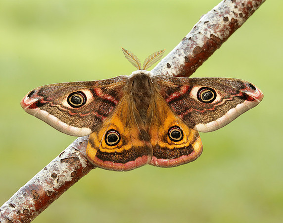 68.001 BF1643 Emperor Moth Saturnia pavonia