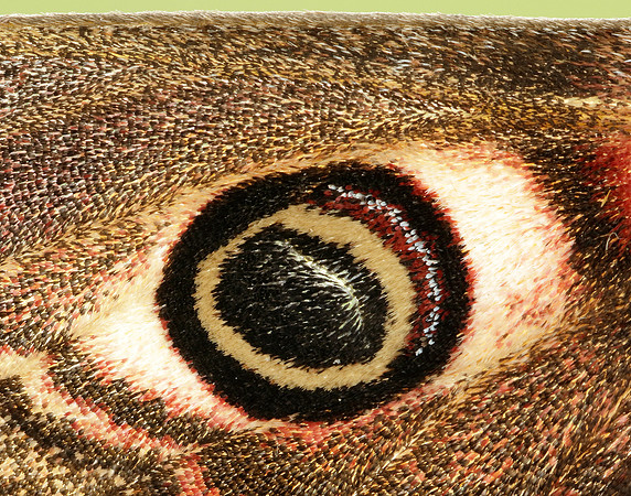 68.001 BF1643 Emperor Moth Saturnia pavonia