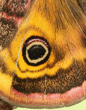 68.001 BF1643 Emperor Moth Saturnia pavonia