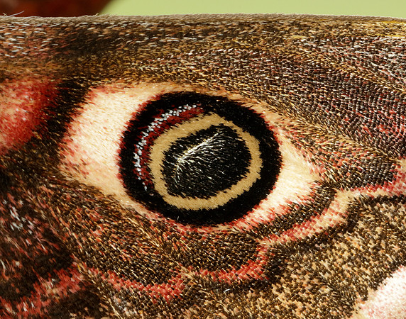 68.001 BF1643 Emperor Moth Saturnia pavonia