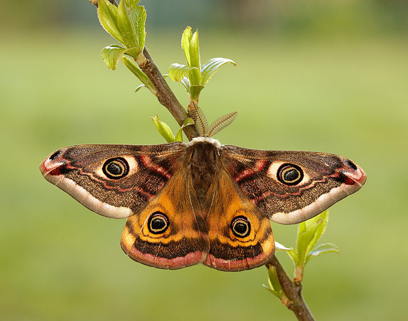 68.001 BF1643 Emperor Moth Saturnia pavonia