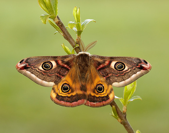 68.001 BF1643 Emperor Moth Saturnia pavonia