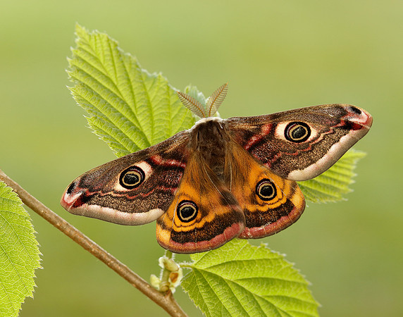 68.001 BF1643 Emperor Moth Saturnia pavonia