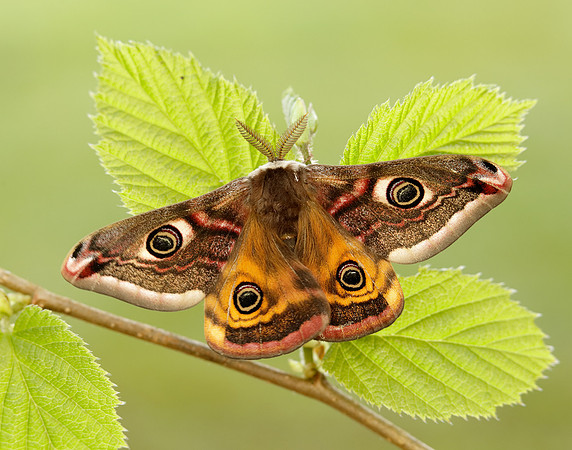 68.001 BF1643 Emperor Moth Saturnia pavonia