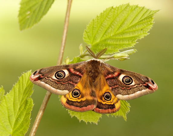 68.001 BF1643 Emperor Moth Saturnia pavonia