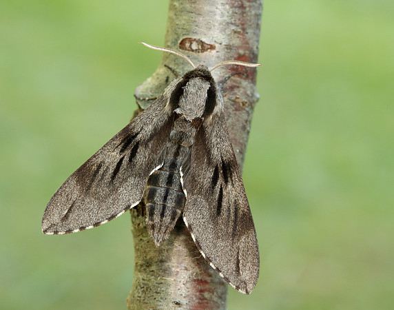 69.007 BF1978 Pine Hawk-moth Sphinx pinastri