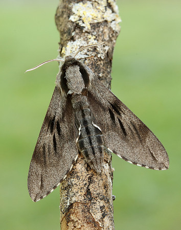 69.007 BF1978 Pine Hawk-moth Sphinx pinastri