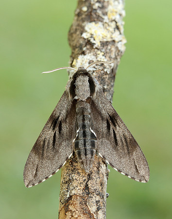 69.007 BF1978 Pine Hawk-moth Sphinx pinastri
