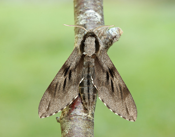 69.007 BF1978 Pine Hawk-moth Sphinx pinastri
