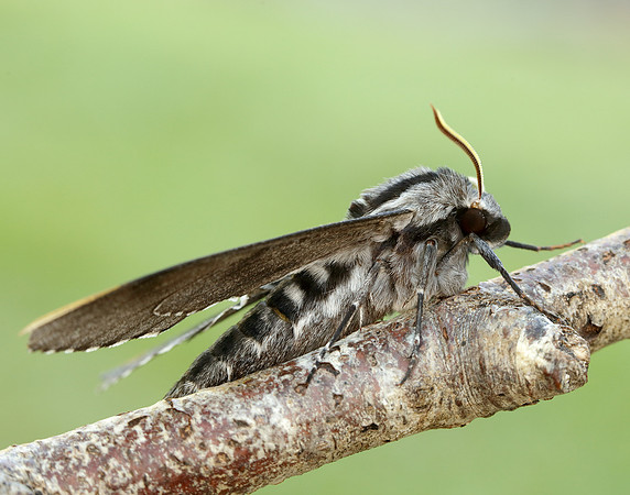 69.007 BF1978 Pine Hawk-moth Sphinx pinastri
