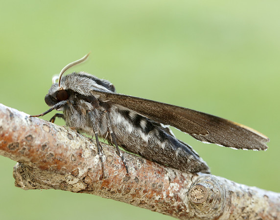 69.007 BF1978 Pine Hawk-moth Sphinx pinastri