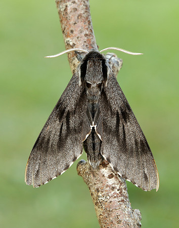 69.007 BF1978 Pine Hawk-moth Sphinx pinastri