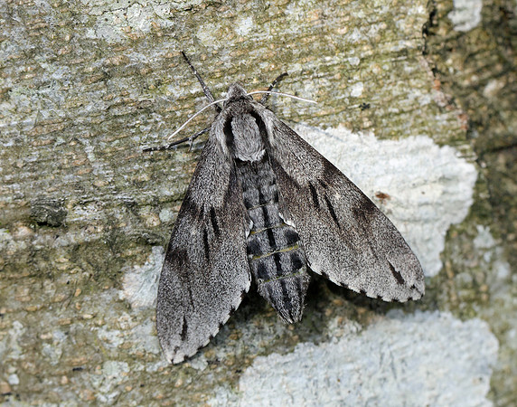69.007 BF1978 Pine Hawk-moth Sphinx pinastri