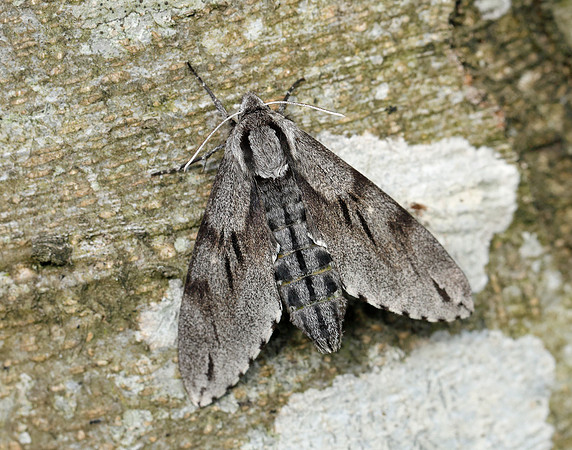 69.007 BF1978 Pine Hawk-moth Sphinx pinastri