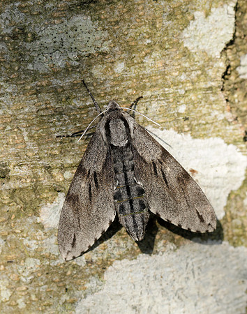 69.007 BF1978 Pine Hawk-moth Sphinx pinastri
