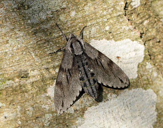 69.007 BF1978 Pine Hawk-moth Sphinx pinastri