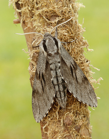 69.007 BF1978 Pine Hawk-moth Sphinx pinastri