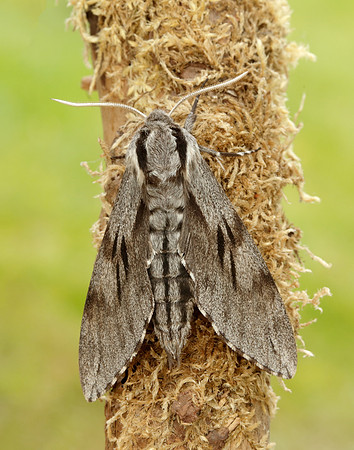 69.007 BF1978 Pine Hawk-moth Sphinx pinastri