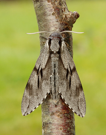 69.007 BF1978 Pine Hawk-moth Sphinx pinastri