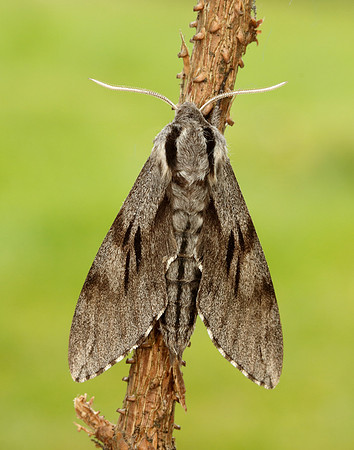 69.007 BF1978 Pine Hawk-moth Sphinx pinastri