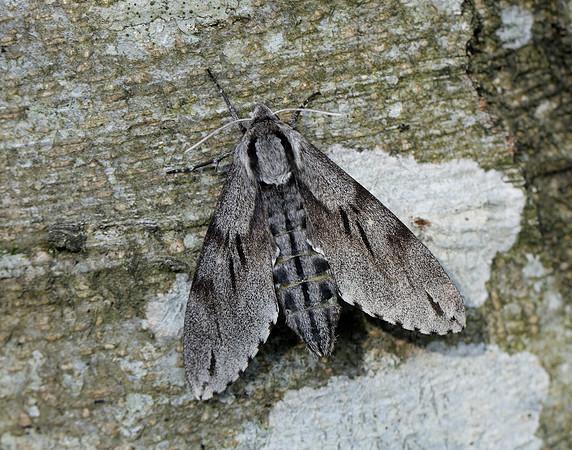 69.007 BF1978 Pine Hawk-moth Sphinx pinastri