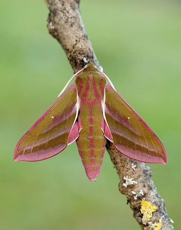 69.016 BF1991 Elephant Hawk-moth Deilephila elpenor