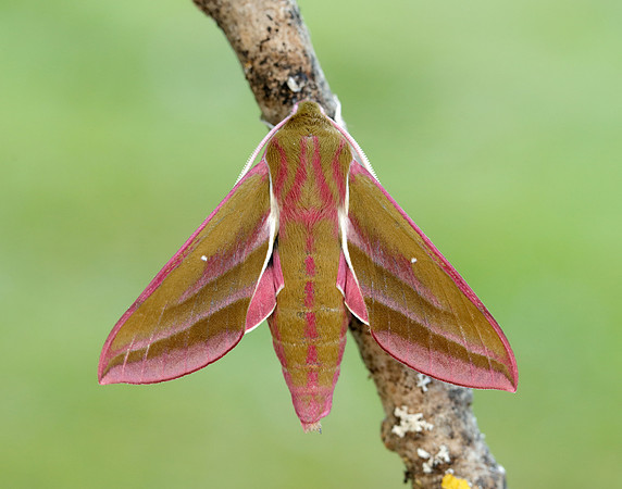 69.016 BF1991 Elephant Hawk-moth Deilephila elpenor