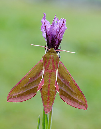 69.016 BF1991 Elephant Hawk-moth Deilephila elpenor