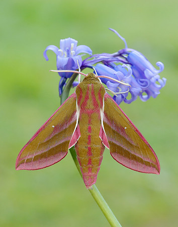 69.016 BF1991 Elephant Hawk-moth Deilephila elpenor