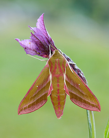 69.016 BF1991 Elephant Hawk-moth Deilephila elpenor