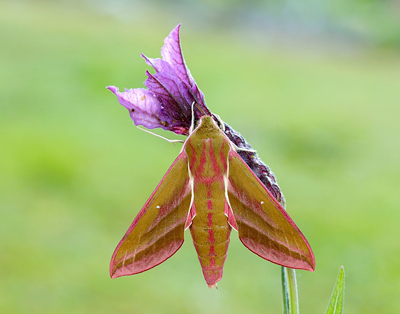 69.016 BF1991 Elephant Hawk-moth Deilephila elpenor