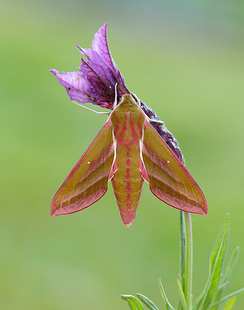69.016 BF1991 Elephant Hawk-moth Deilephila elpenor