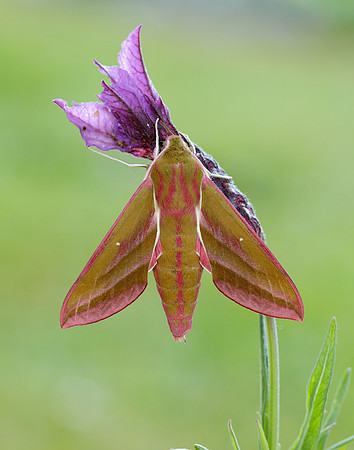 69.016 BF1991 Elephant Hawk-moth Deilephila elpenor