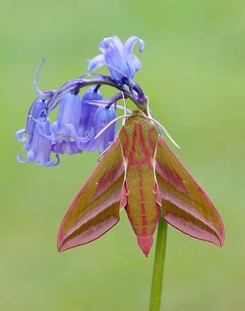 69.016 BF1991 Elephant Hawk-moth Deilephila elpenor