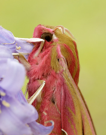 69.016 BF1991 Elephant Hawk-moth Deilephila elpenor