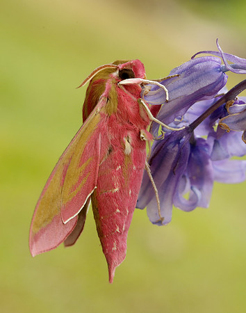 69.016 BF1991 Elephant Hawk-moth Deilephila elpenor