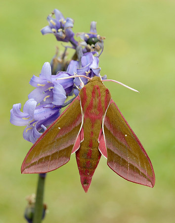 69.016 BF1991 Elephant Hawk-moth Deilephila elpenor