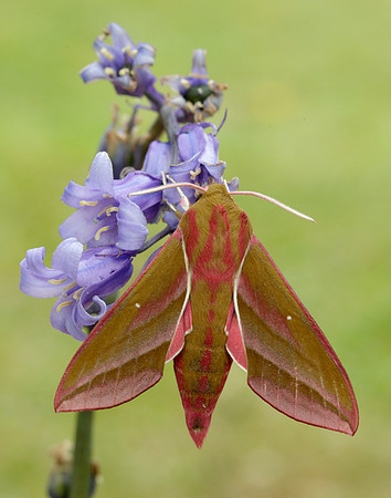 69.016 BF1991 Elephant Hawk-moth Deilephila elpenor