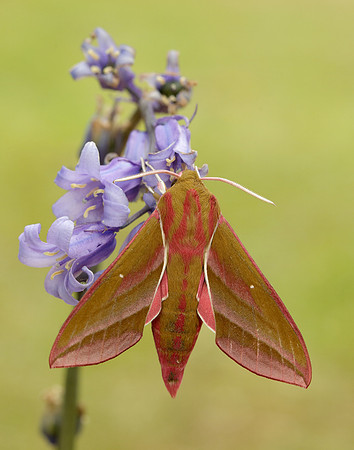 69.016 BF1991 Elephant Hawk-moth Deilephila elpenor