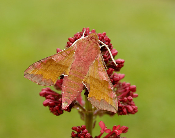 69.017 BF1992 Small Elephant Hawk-moth Deilephila porcellus