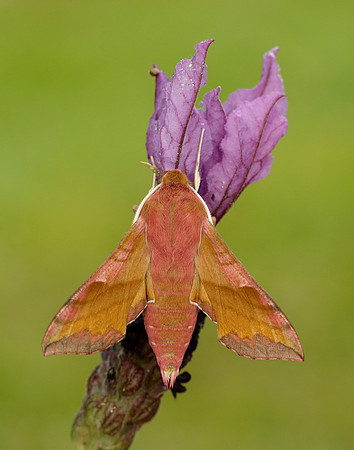 69.017 BF1992 Small Elephant Hawk-moth Deilephila porcellus