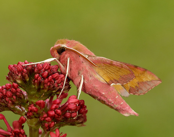 69.017 BF1992 Small Elephant Hawk-moth Deilephila porcellus