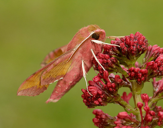 69.017 BF1992 Small Elephant Hawk-moth Deilephila porcellus