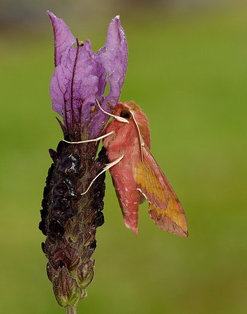 69.017 BF1992 Small Elephant Hawk-moth Deilephila porcellus