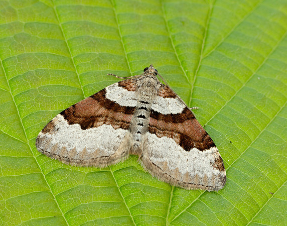 70.053 BF1722 Flame Carpet Xanthorhoe designata