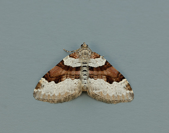 70.053 BF1722 Flame Carpet Xanthorhoe designata