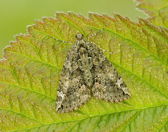 70.095 BF1760 Red-green Carpet Chloroclysta siterata