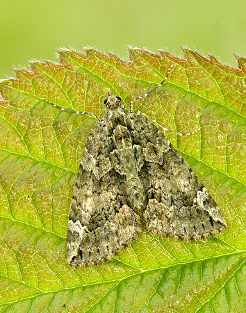 70.095 BF1760 Red-green Carpet Chloroclysta siterata