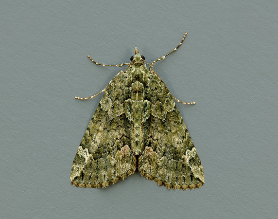 70.095 BF1760 Red-green Carpet Chloroclysta siterata