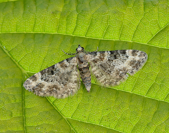 70.141 BF1862 Double-striped Pug Gymnoscelis rufifasciata